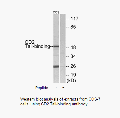 Product image for CD2 Tail-binding Antibody