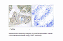 Product image for CIDEC Antibody