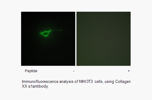 Product image for Collagen XX &alpha;1 Antibody
