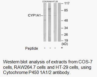 Product image for Cytochrome P450 1A1/2 Antibody