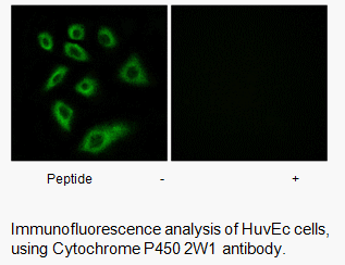 Product image for Cytochrome P450 2W1 Antibody