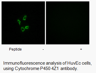 Product image for Cytochrome P450 4Z1 Antibody