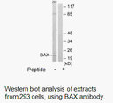 Product image for BAX Antibody