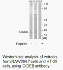 Product image for CIDEB Antibody