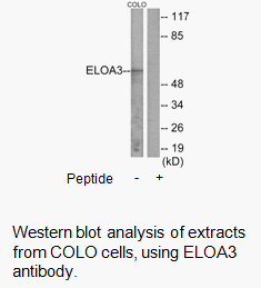 Product image for ELOA3 Antibody