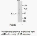 Product image for EXO1 Antibody