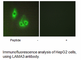Product image for LAMA3 Antibody