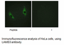 Product image for LAMB3 Antibody