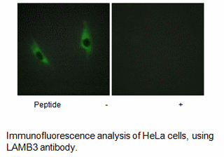 Product image for LAMB3 Antibody