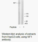 Product image for NF1 Antibody
