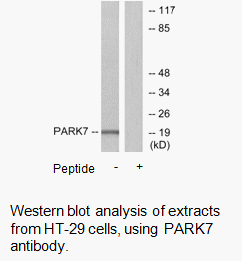 Product image for PARK7 Antibody