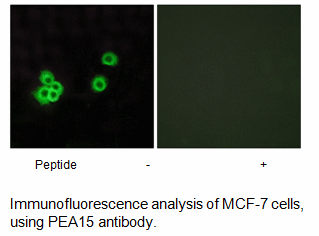 Product image for PEA15 Antibody