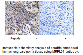 Product image for MRPL54 Antibody