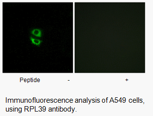 Product image for RPL39 Antibody