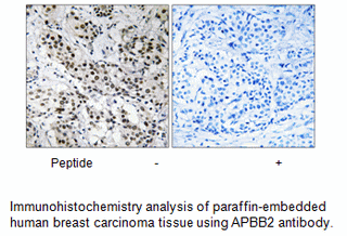 Product image for APBB2 Antibody
