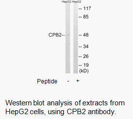 Product image for CPB2 Antibody
