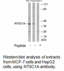 Product image for NT5C1A Antibody