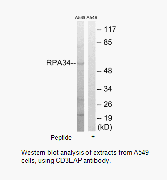 Product image for CD3EAP Antibody