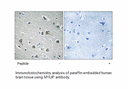 Product image for MYLIP Antibody