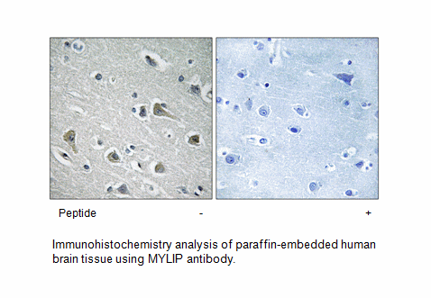 Product image for MYLIP Antibody