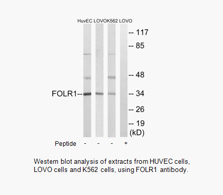 Product image for FOLR1 Antibody