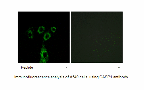 Product image for GASP1 Antibody