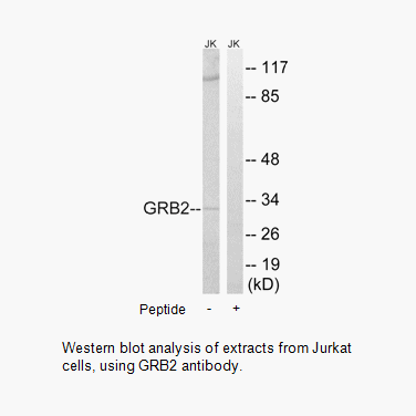 Product image for GRB2 Antibody