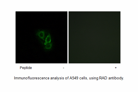 Product image for RAD Antibody