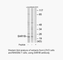 Product image for SAR1B Antibody