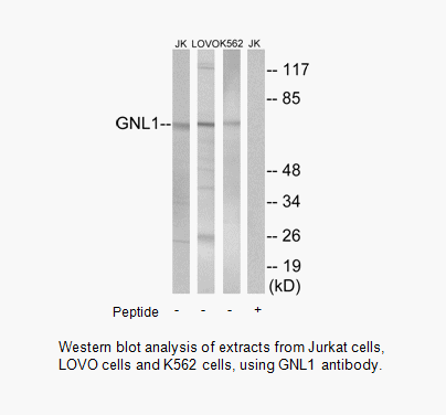 Product image for GNL1 Antibody