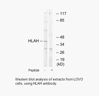 Product image for HLAH Antibody