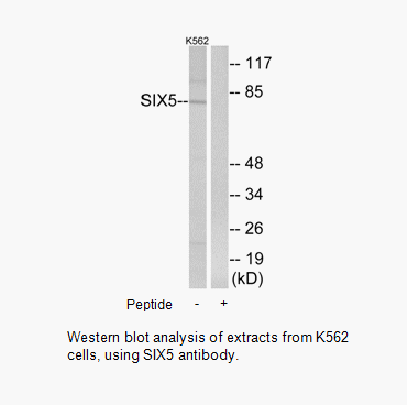 Product image for SIX5 Antibody