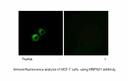 Product image for MRPS21 Antibody
