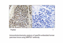 Product image for MRPS21 Antibody