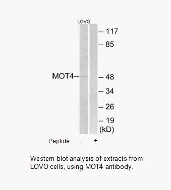 Product image for MOT4 Antibody