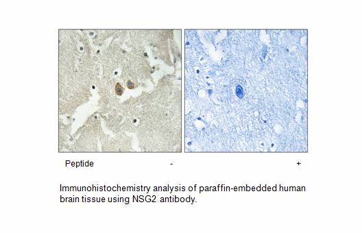 Product image for NSG2 Antibody