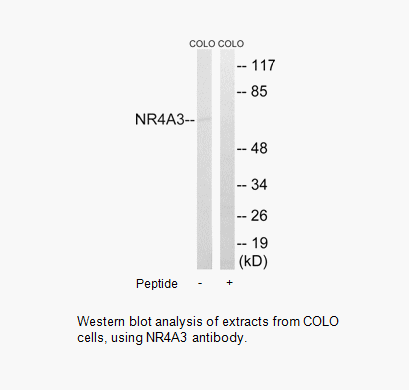 Product image for NR4A3 Antibody