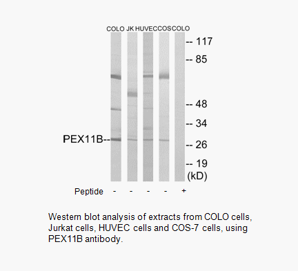 Product image for PEX11B Antibody