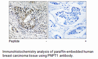 Product image for PNPT1 Antibody