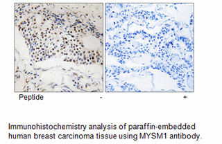 Product image for MYSM1 Antibody