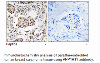 Product image for PPP1R11 Antibody