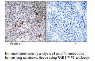 Product image for RAB11FIP3 Antibody