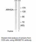 Product image for ARHGEF10 Antibody