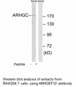 Product image for ARHGEF12 Antibody