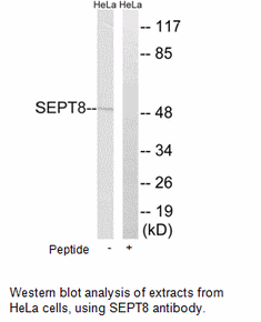 Product image for SEPT8 Antibody