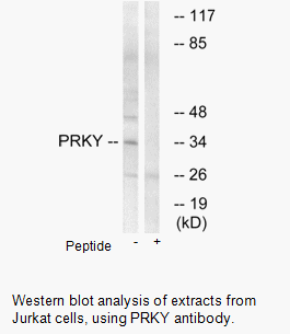 Product image for PRKY Antibody