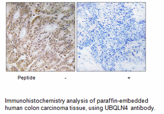 Product image for UBQLN4 Antibody