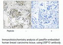 Product image for USP13 Antibody