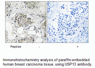 Product image for USP13 Antibody