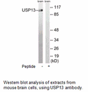 Product image for USP13 Antibody
